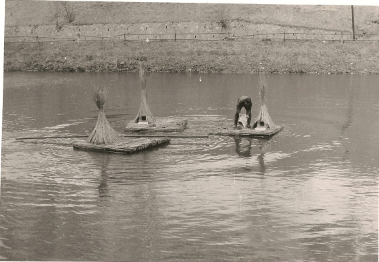 Hniezdne ostrovčeky