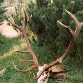 Kapitálna jelenia trofej