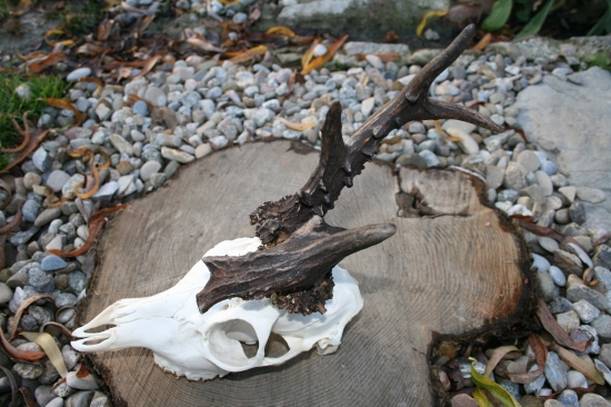 Zaujímavá srnčia trofej