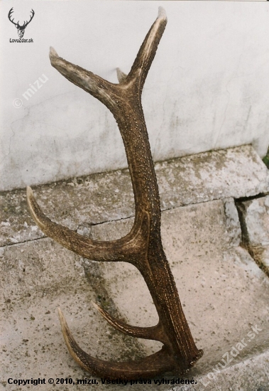Priateľova radosť
