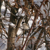 Sýkorka lesklohlavá