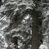 Postriebrené námrazou