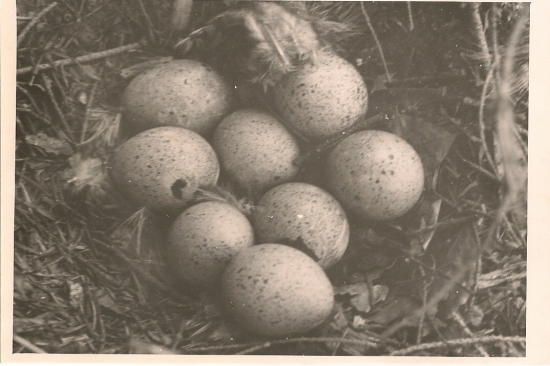 Hluchania história 2