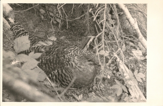 Hluchania história 1