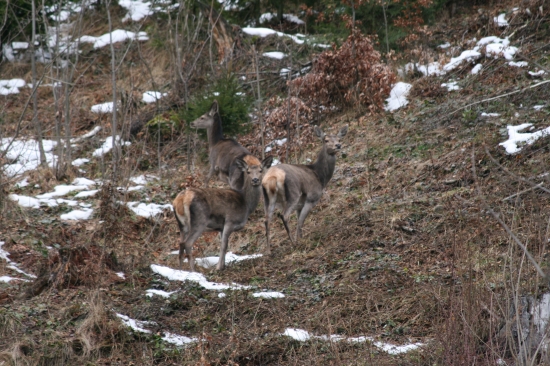 Trio