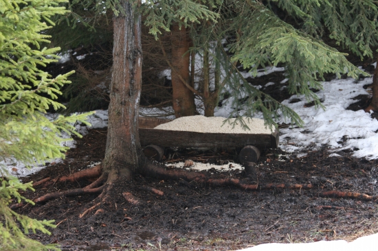 Diviačky sa môžu tešiť