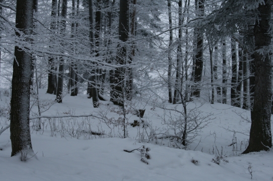 Zima