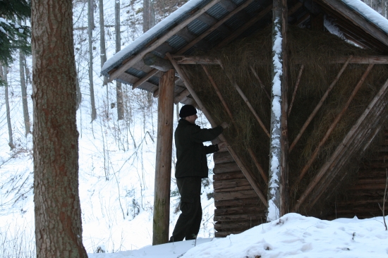 Aby seno za rebrinou nechýbalo
