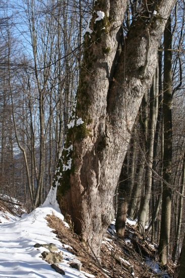Živý pamätník