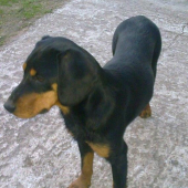 Zorka