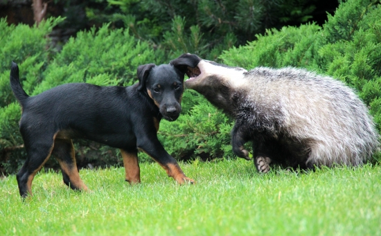 čo mu šepká do uška ?