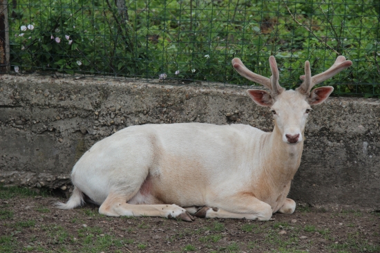 Blonďák