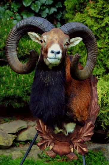 muflon