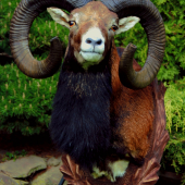 muflon
