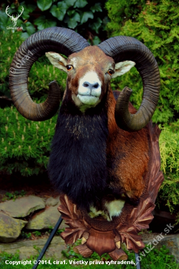 muflon