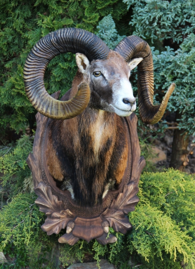 muflon