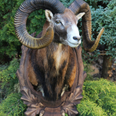 muflon