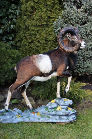 muflon