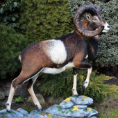 muflon