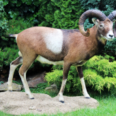 muflon