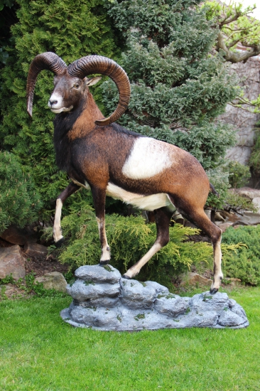 muflon