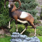 muflon