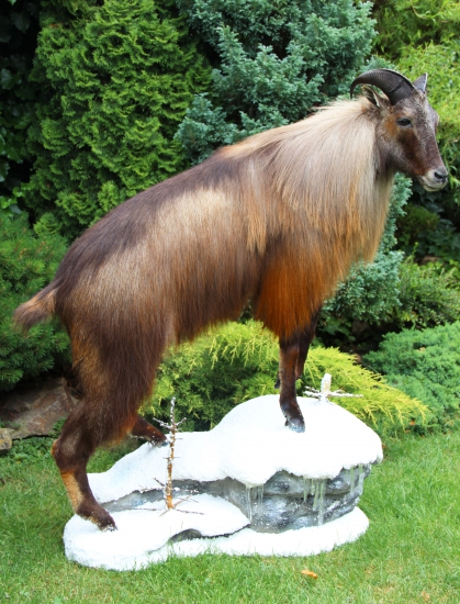 himalajsky tahr