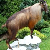 himalajsky tahr