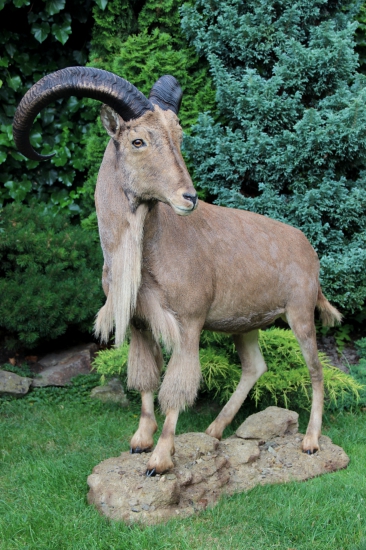 paovca hrivnatá