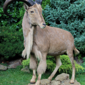 paovca hrivnatá