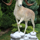 Argali (marco polo)