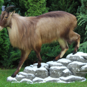 Himalajsky tahr