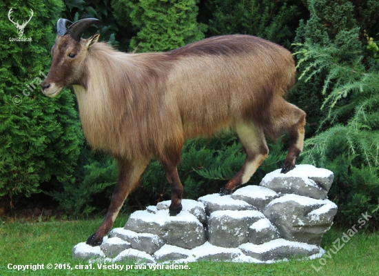 Himalajsky tahr