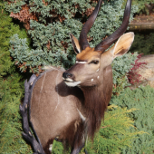 Nyala