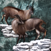 tahr himalajsky