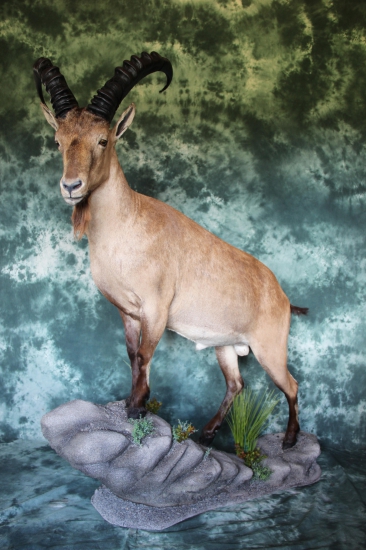 Kozorožec kaukazský