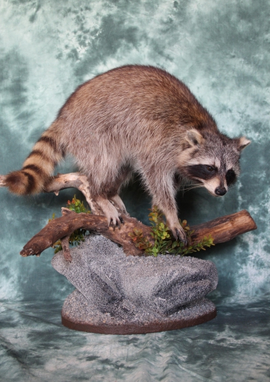 medvedík čistotný