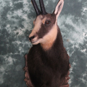kamzík