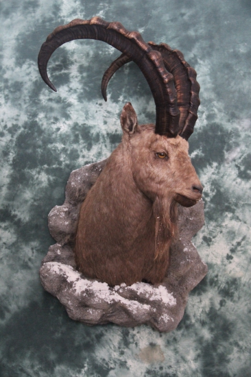 kozorožec sibírsky