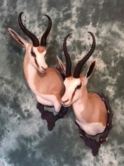 Sprinbok