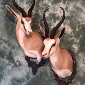 Sprinbok