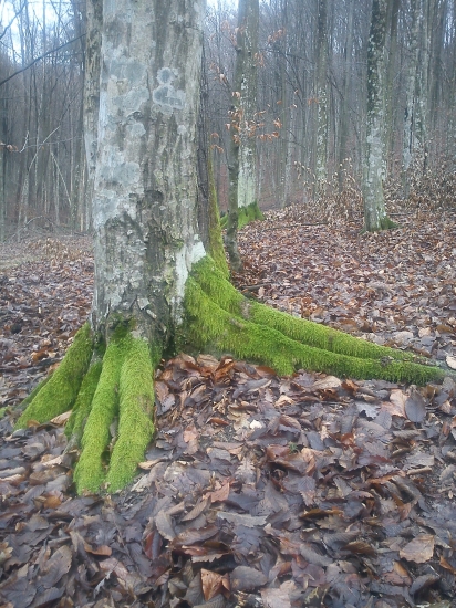 noha obra:-)