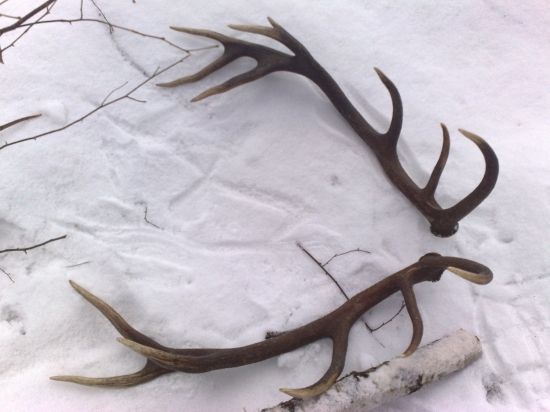 A takto vyzerajú  (k ID 160747)