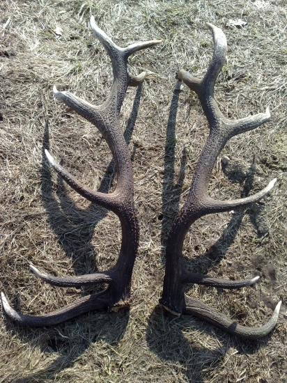 Minuloročný 14-torak