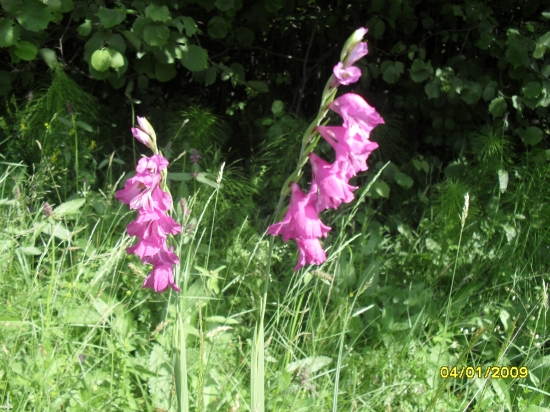 Mečík škridlicovitý