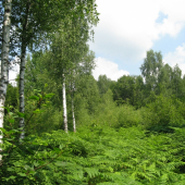 Priroda