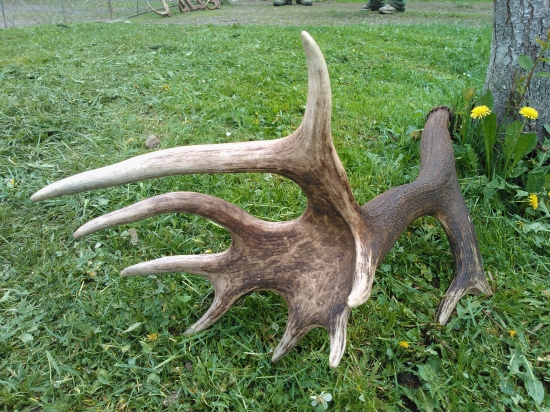 Kralova koruna-)-)-)