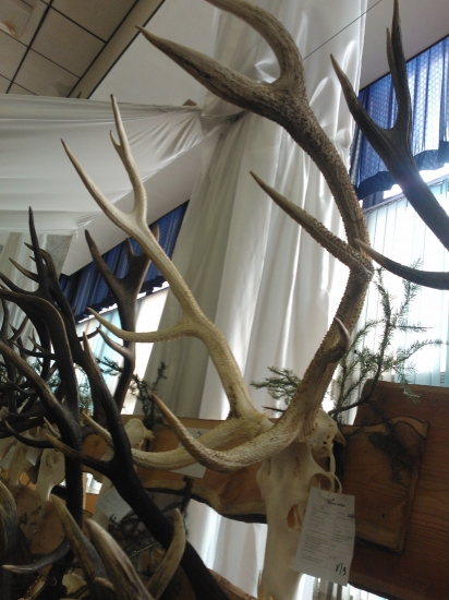 Chovatelska prehliadka Humenne