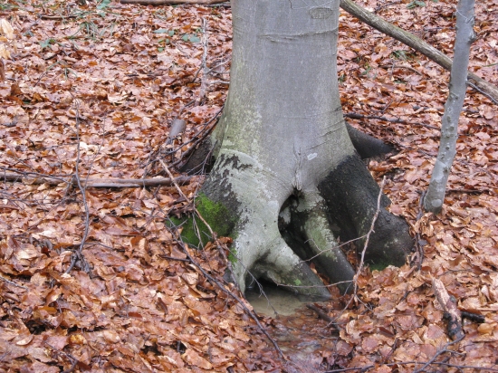 Prirodna studnicka-)