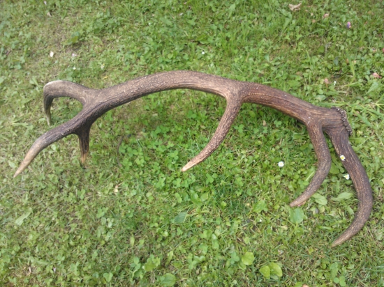 Kamaratov 12-torak-)